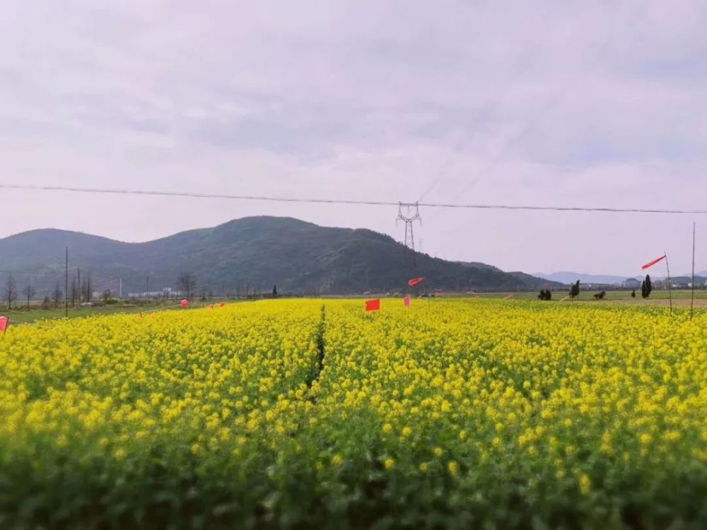 桐浦油菜花海(张维银 摄)