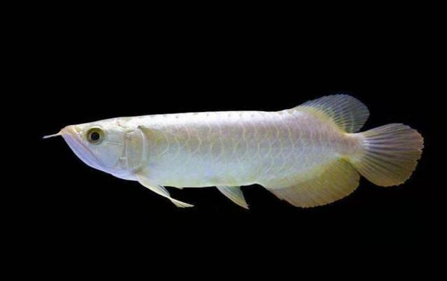 如果鱼缸的水质良好就一定长褐藻,那么水质不