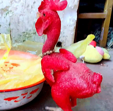 农村家中惊现变异鸡,浑身通红没有一根鸡毛,它的来历大有来头