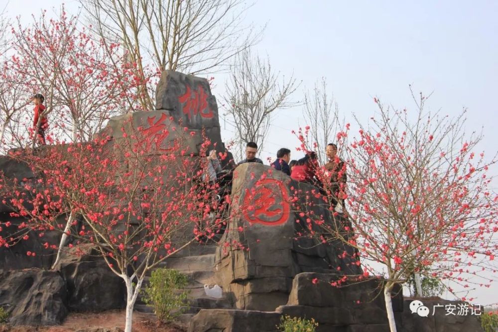 春光烂漫,繁花似锦,广安大地花谷游记