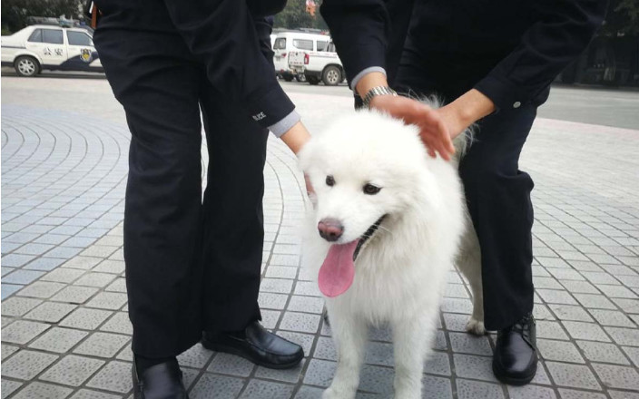 萨摩第一次坐警车,坐出警犬的感觉,蹭吃蹭喝还想当警犬