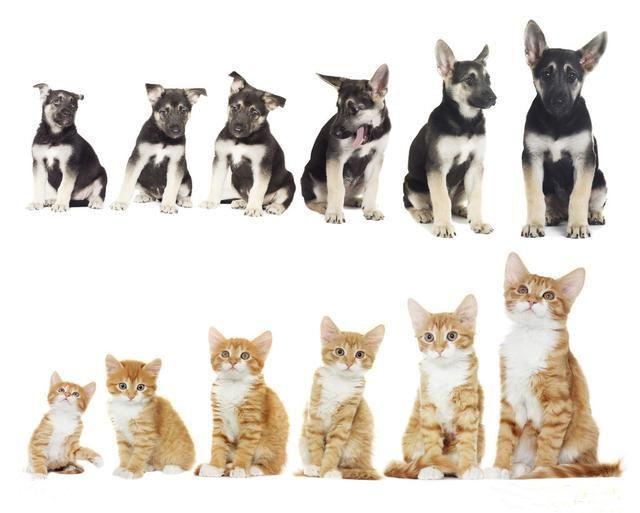 宠物的年龄如何算?猫和狗的年龄比较表