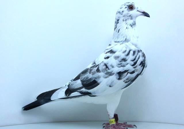 想要养好赛鸽,注意这八点