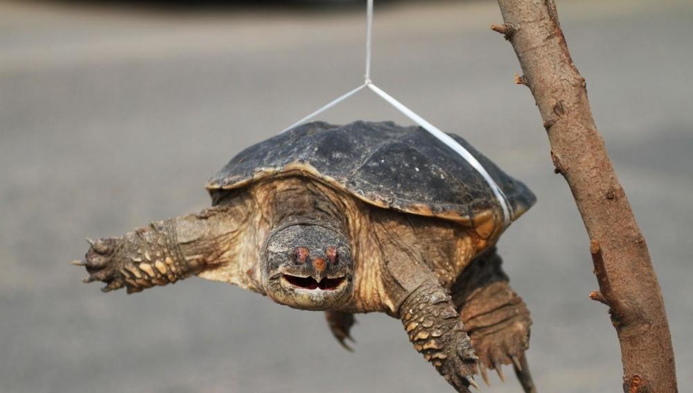 这只乌龟被这位妇女用塑料线拴着,为了吸人眼球,故意吊了起来.
