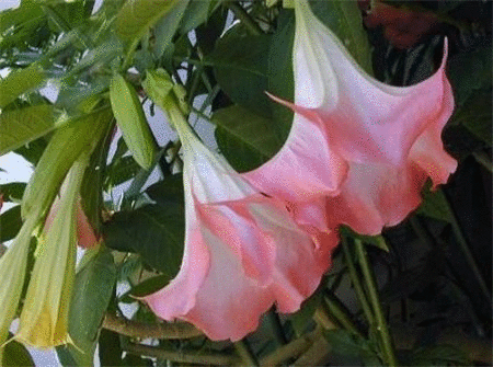 0m还有水仙,银杏,木薯,大茶药(断肠草),箭毒木(见血封喉),蓖麻,夹竹桃