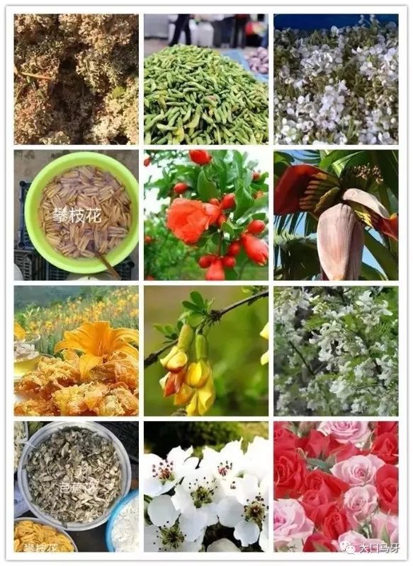 金雀花,油菜花,芭蕉花,石榴花,染饭花,攀枝花,核桃花…很多可食用的