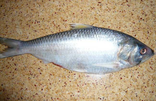 鲥鱼?广东男子,珠江钓到两条"怪鱼",疑似已绝迹的鲥鱼