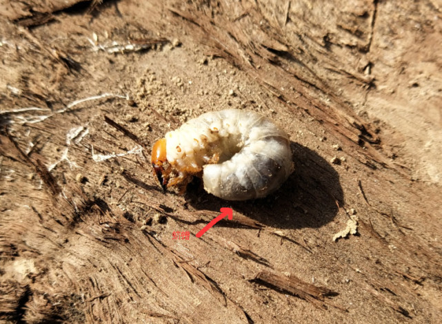 种植的大豆 常受到病虫害困扰 怎样管理大豆 无病虫产量高