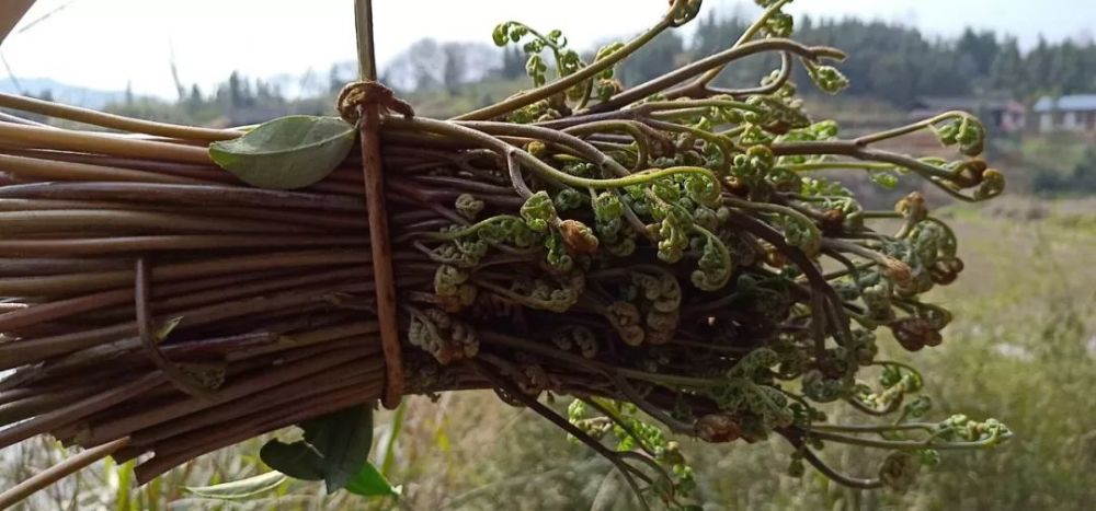 法)蕨菜拿回來用水焯一下這樣吃起來才會比較軟可以進行涼拌也可以幹