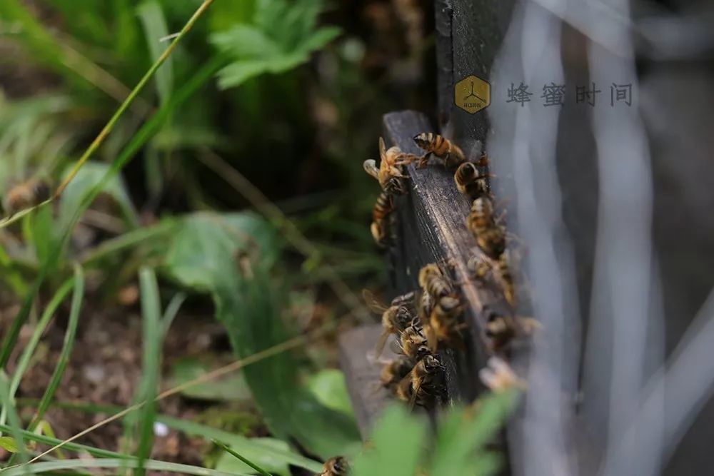 蜜蜂春季繁殖技术 蜜蜂早春快速繁殖视频