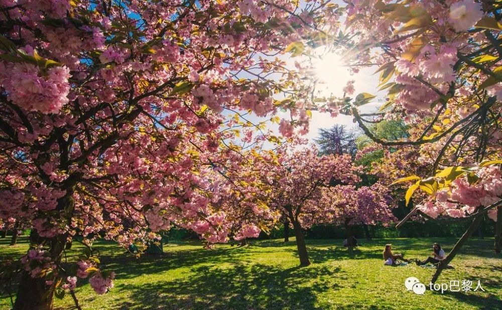 今年法国的樱花,很寂寞!