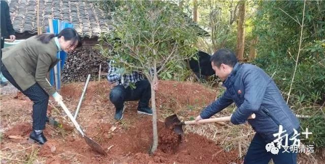 守护绿水青山,清远各地开展植树活动