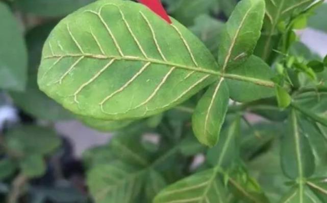 硼肥不能和磷酸二氢钾混这个硼肥很好溶可混用任意肥料农药