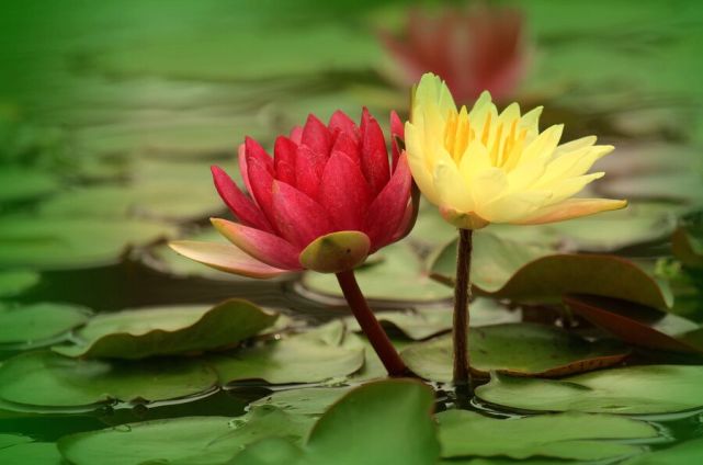 腾讯内容开放平台