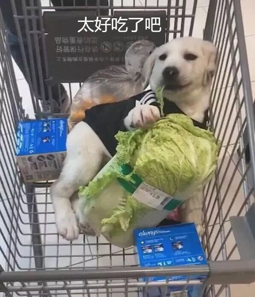 带狗子逛超市 狗狗的举动引来不少人围观 女子捂脸离开