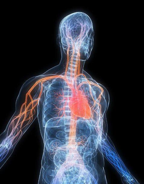 人的心脏是什么样的器官?俗话说,心有多大,舞台就有多大.