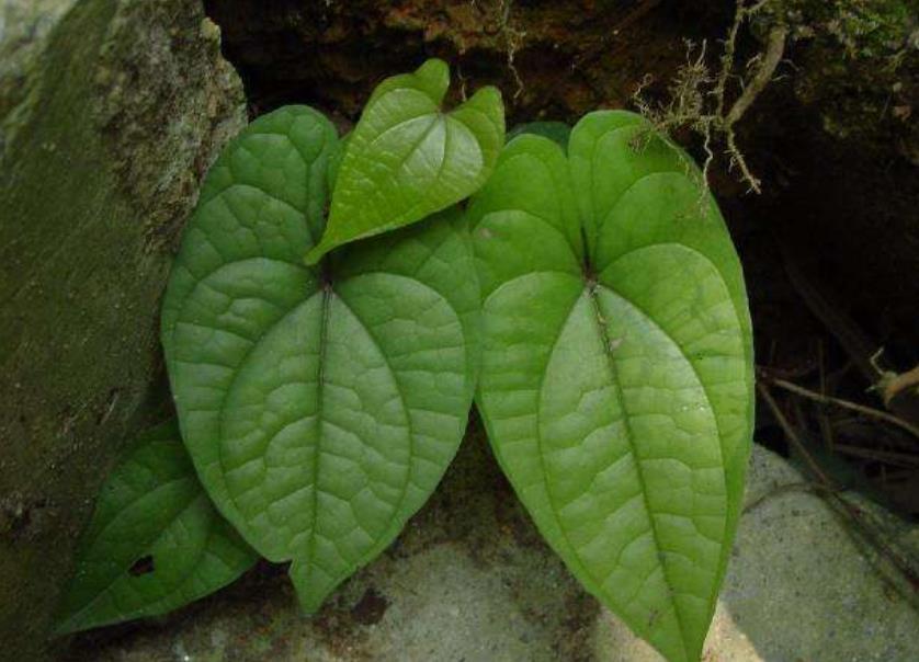 农村这种植物,叶子是心形的,农民叫它"黄狗头,价值珍贵!