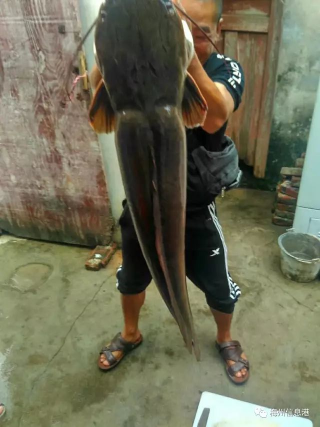 梅州男子钓到26斤的大滑哥你见过么