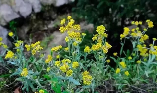 邵阳有一种美食叫水牛花粑粑满满都是家乡的味道