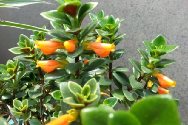 金鱼吊兰怎么扦插金鱼吊兰扦插方法图解