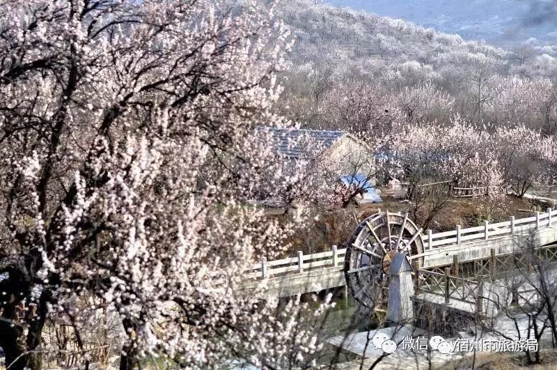 春游江淮:宿州萧县饮马泉山庄杏花盛开,静待赏花客