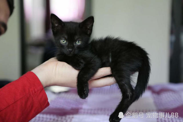 女子收养一只小黑猫 花了整整一年给它治病 感动了网友 小黑猫 小猫