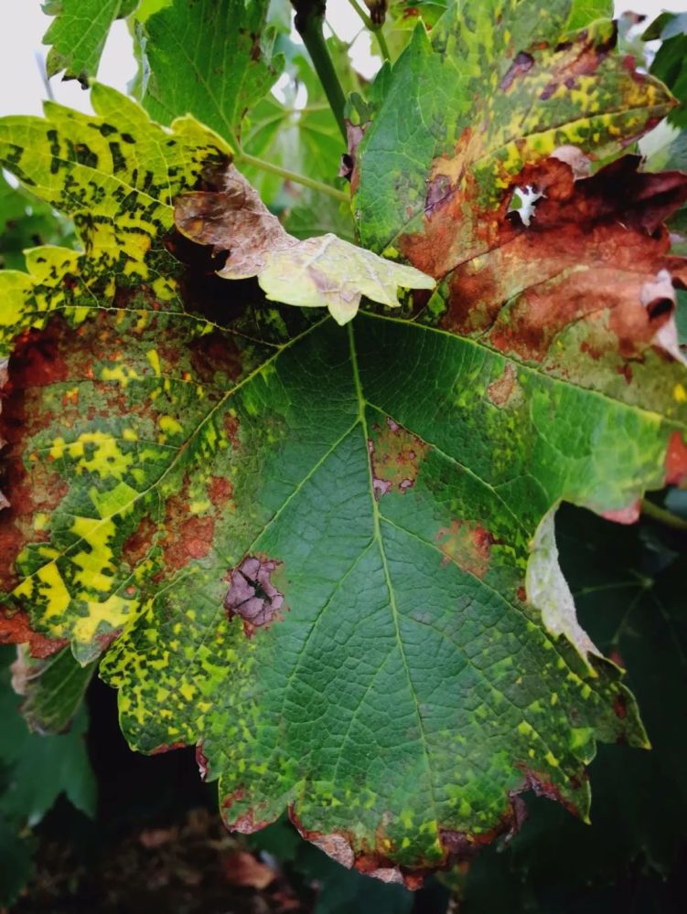 葡萄霜霉病近几年发病严重,要注意及时防治!