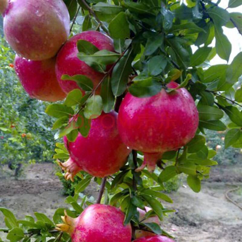 石榴虽然比较耐贫瘠,但是为了石榴树的茁壮成长,还是