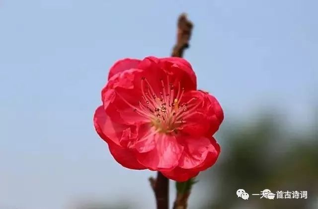 你知道吗?十首最美桃花词