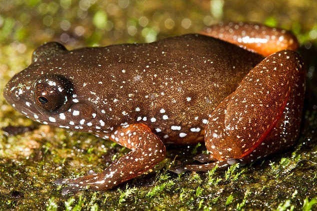 怪咖星球丨小青蛙只有2厘米身长 身体里却仿佛装着一整个宇宙 青蛙 星光