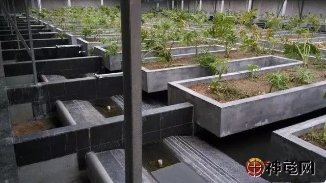 水泥池,瓷磚池,不鏽鋼池,塑料池,哪種龜池養龜更好?