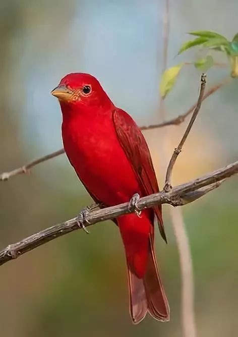 这样的鸟你见过吗