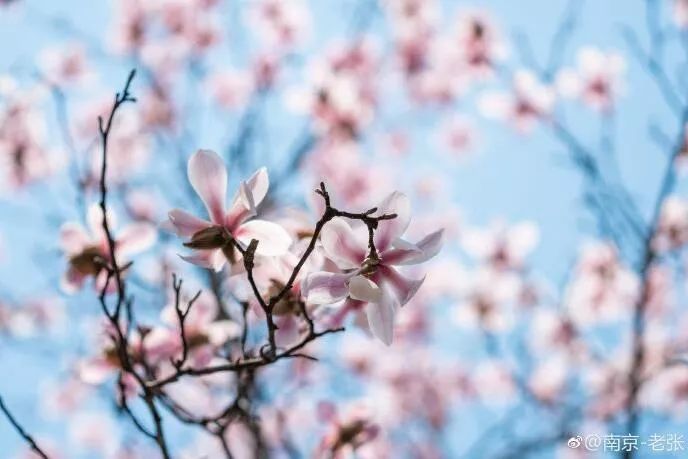 位于倒影池两侧的花最早展露头角