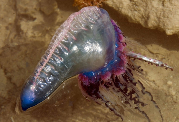 塑料袋,僧帽水母