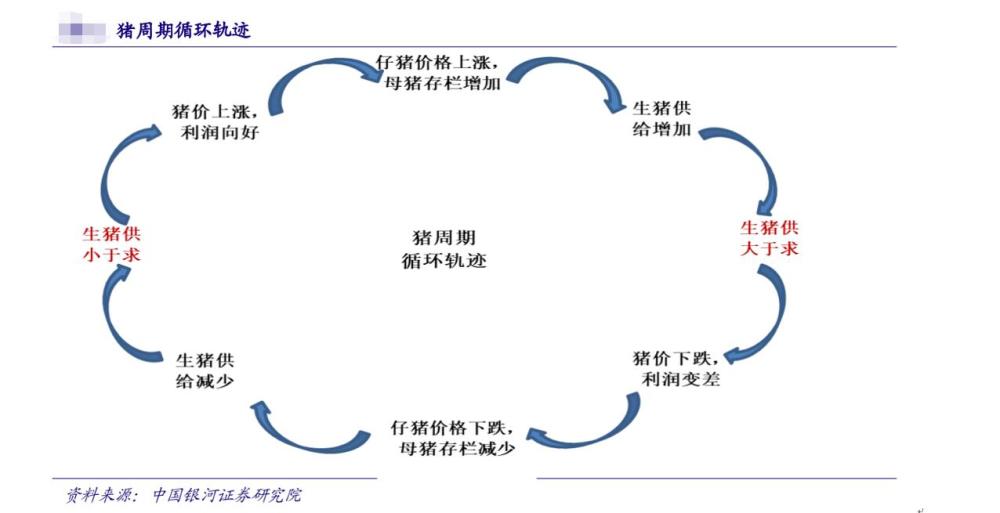 猪周期灵魂三问二师兄为何成妖猪贵还是人贵买猪还是买股