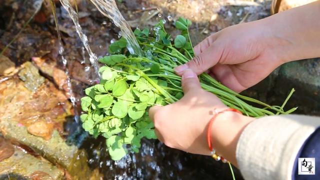 草籽和芘花,傻傻分不清?采来炒年糕就对了!