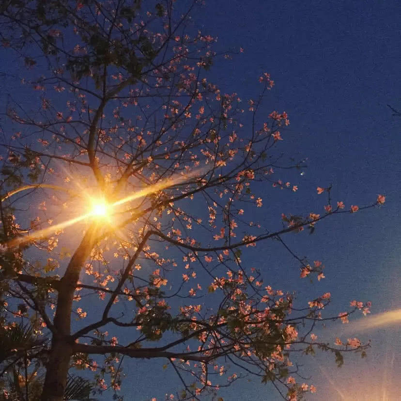 ins微丧背景图可是我却不能够在你的身旁