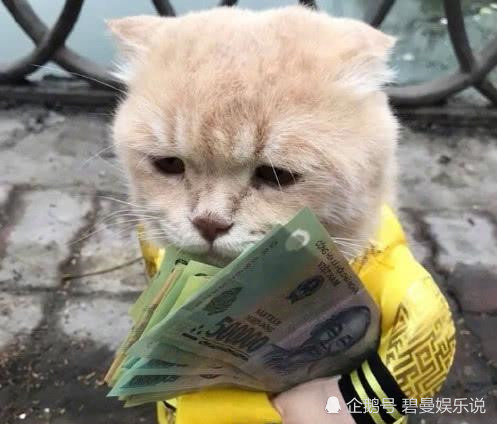 猫咪抱钱表情包图片