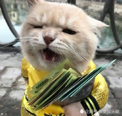 橘猫抱着钱死活不撒手,小表情亮了就这么点买小鱼干都不够呢_腾讯新闻