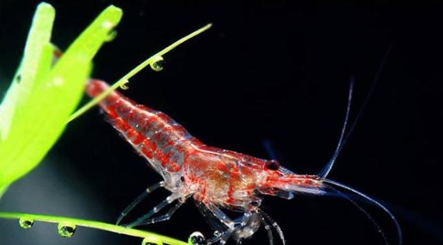 花虾黑壳虾怎么养?你们要的观赏虾鱼缸爆缸