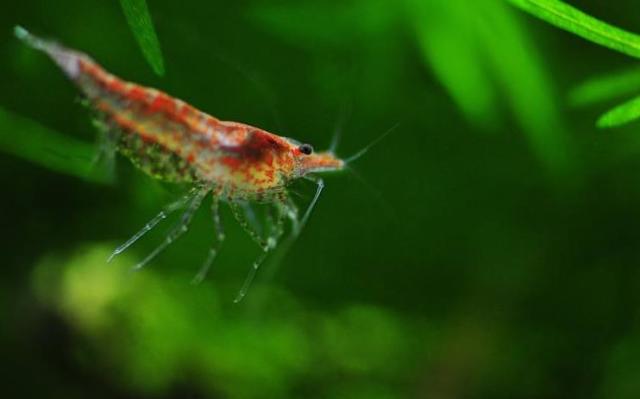 花虾黑壳虾怎么养?你们要的观赏虾鱼缸爆缸