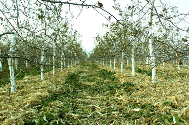 土壤湿度不达标,农作物长势受影响,专家支招解决土壤湿度问题