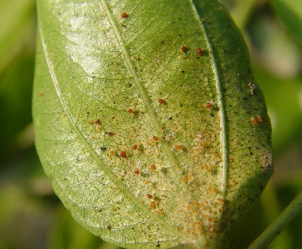 清园的目的更主要是防治枝干病害,而且枣树上的螨类主要是截形叶螨,截