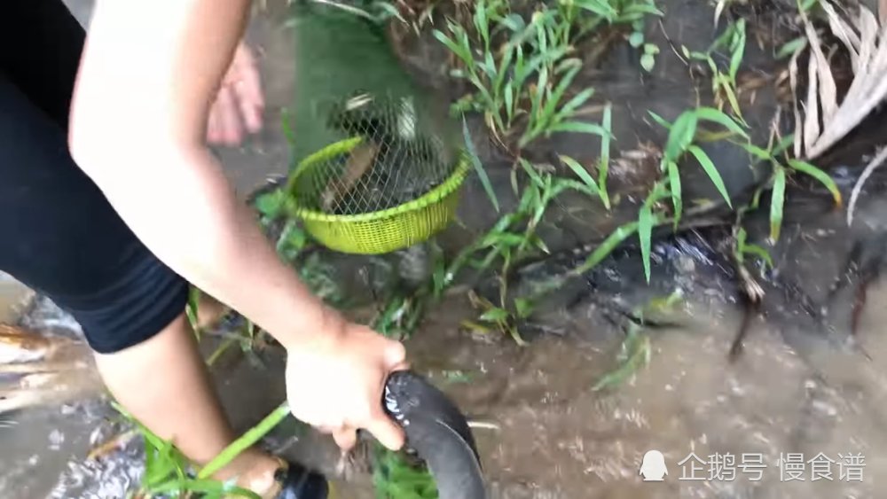 小姐姐在水森林浑水摸鱼,一抓一个准,不到30分
