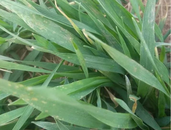 除草剂|紧急通知：小麦进入拔节期，严禁再打除草剂！小麦拔节咋判断？