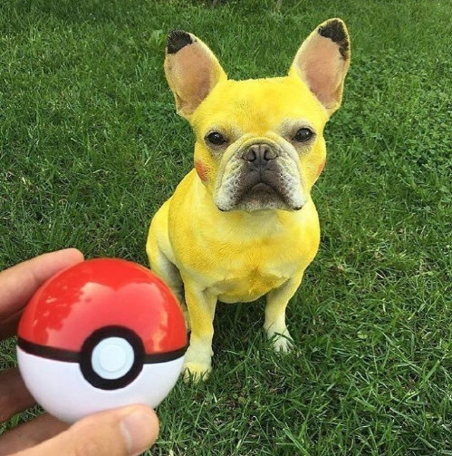 公园看到"小智跟皮卡丘",不过这皮卡丘看上去不是很开心