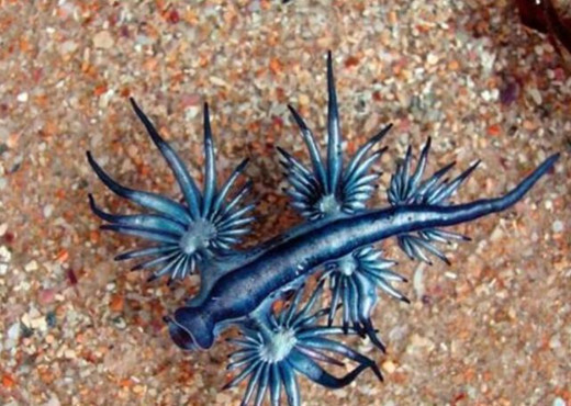 小伙去海边散步时,发现一只漂亮"小蓝龙",仔细一看吓出冷汗