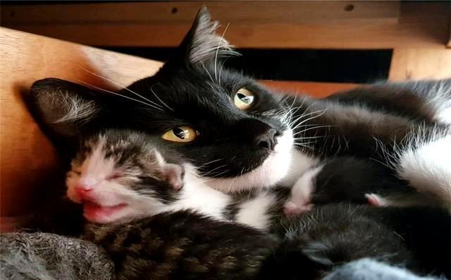 猫会自己选主人?这只拖家带口的流浪猫,成功收