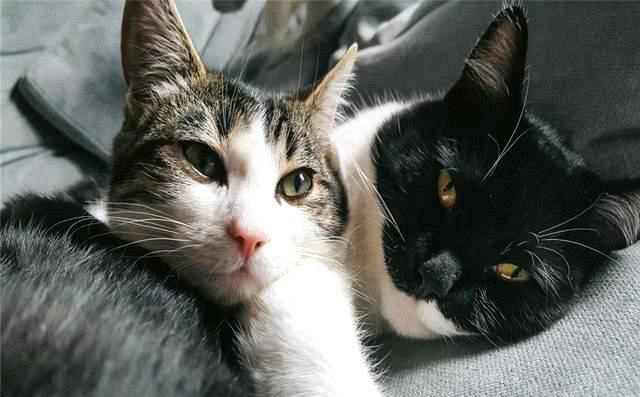 猫会自己选主人?这只拖家带口的流浪猫,成功收