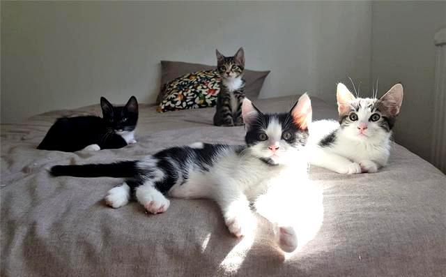 猫会自己选主人?这只拖家带口的流浪猫,成功收